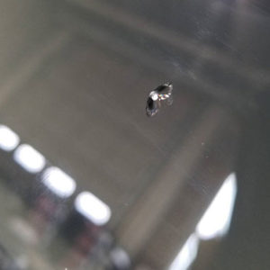 飛び石による自動車のフロントガラスの割れ修理前